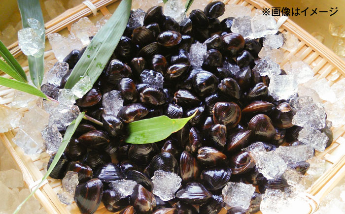 大粒！宍道湖産冷凍シジミLサイズ2kg/株式会社山光食品 [ALHZ002]
