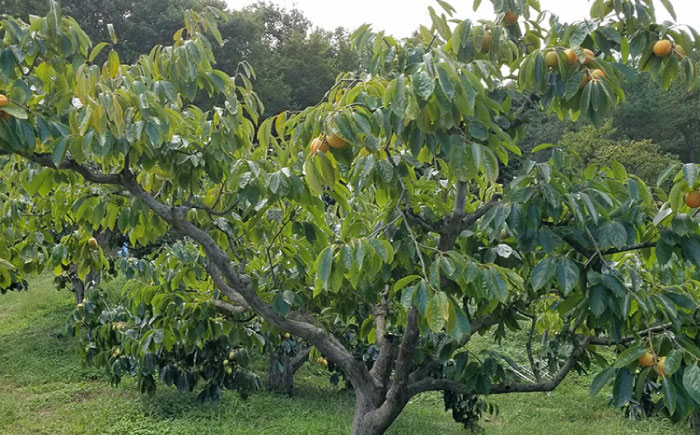 【先行予約】【25個限定】【秀品】 とろ〜り甘さの極み！合わせ柿 5kg 島根県松江市/マルカミ農縁株式会社 [ALCM004]