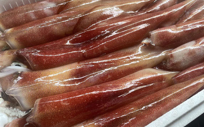 島根県沖の恵み！【鮮度抜群】白イカ(ケンサキイカ)沖漬け 130g×1個  島根県松江市/海ひこ株式会社 [ALDY016]