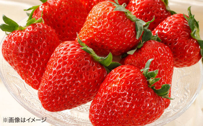 島根県松江市「のつ農園」　完熟いちご「福富アダージョベリー」　12個入り 島根県松江市/山陰中央テレビジョン放送株式会社 [ALFI003]