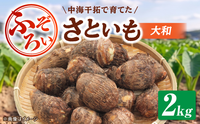 【先行予約/10月28日以降発送】【不揃い】島根県GAP認証 さといも2kg 島根県松江市/フジキコーポレーション株式会社 [ALDS028]