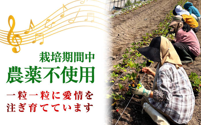 【先行予約】【2027年1月中旬順次発送】【100個限定】完熟いちご のつ農園 「福富アダージョベリー」 Lサイズ15個入り 島根県松江市/山陰中央テレビジョン放送株式会社 [ALFI004]