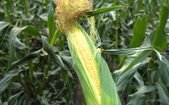【旬の野菜セット】野菜 産地直送 詰め合わせ 栽培期間中農薬不使用 セット　島根県松江市/須山農園 [ALBD004]