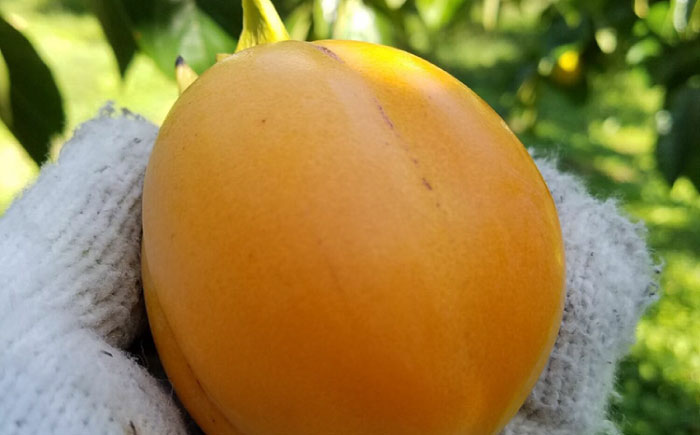 【先行予約】【25個限定】【秀品】 とろ〜り甘さの極み！合わせ柿 5kg 島根県松江市/マルカミ農縁株式会社 [ALCM004]