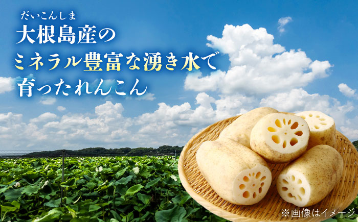 島採れ堀りたて 大根島産神泉れんこん 3kg 島根県松江市/株式会社ふぁーむ大根島 [ALCB005]