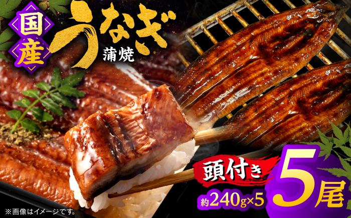 国産うなぎの蒲焼×5尾（頭付き）鰻 ウナギ かば焼き 島根県松江市/うなぎの源内 [ALHE003]