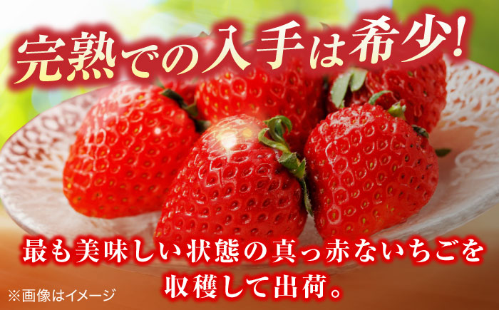 島根県松江市「のつ農園」　完熟いちご「福富アダージョベリー」　15個入り 島根県松江市/山陰中央テレビジョン放送株式会社 [ALFI004]