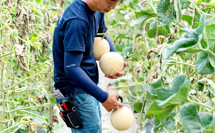 【先行予約】ご縁玉 ゴールデンパールメロン1.3kg×2玉 島根県松江市/有限会社安藤農園 [ALID011]