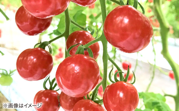 【飲み比べ】チェリートマトジュース180ml×5本入 島根県松江市/有限会社安藤農園 [ALID007]