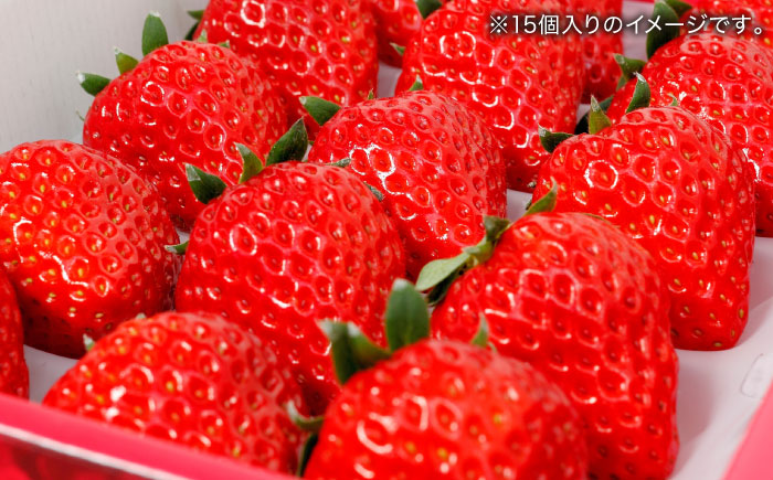 島根県松江市「のつ農園」　完熟いちご「福富アダージョベリー」　12個入り 島根県松江市/山陰中央テレビジョン放送株式会社 [ALFI003]