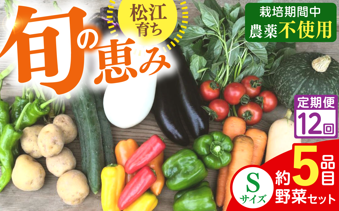 【全12回定期便】旬の野菜セットSサイズ 島根県松江市/須山農園 [ALBD013]