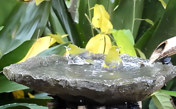 来待石製バードバス(小型) 島根県松江市/来待石灯ろう協同組合 [ALAN007]