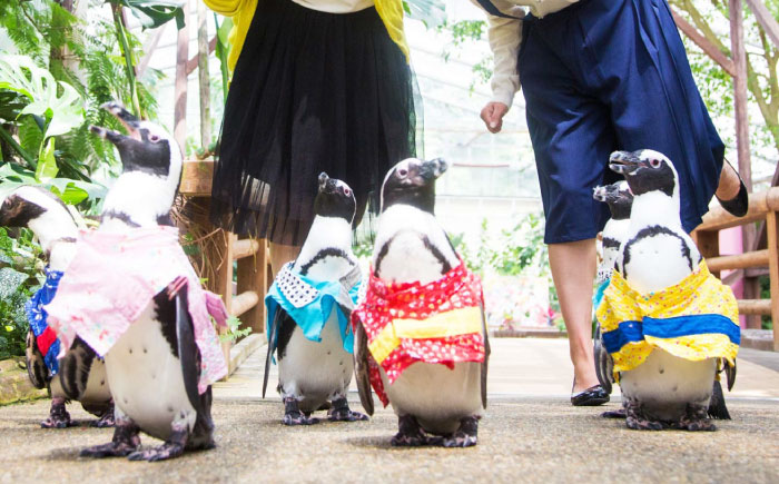 松江フォーゲルパーク入園券(大人2名様分) 島根県松江市/株式会社一畑パーク [ALHY001]