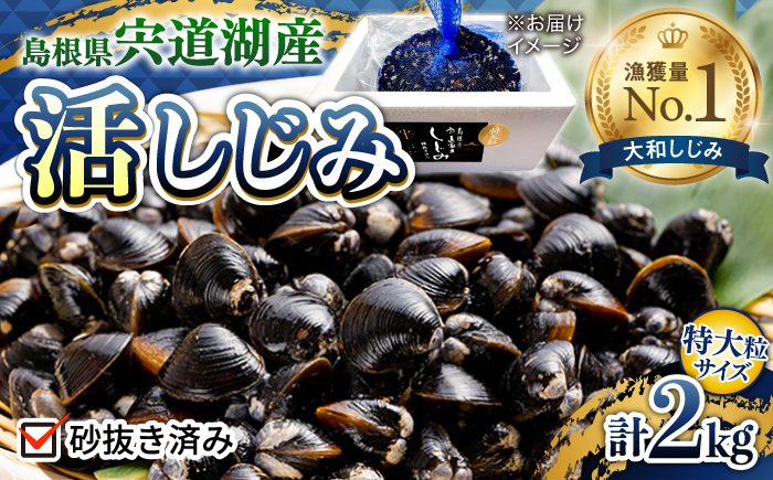 新鮮採れたて！宍道湖産活大和しじみ特大粒 2kg (砂はき済み) 島根県松江市/平野缶詰有限会社 [ALBZ023]