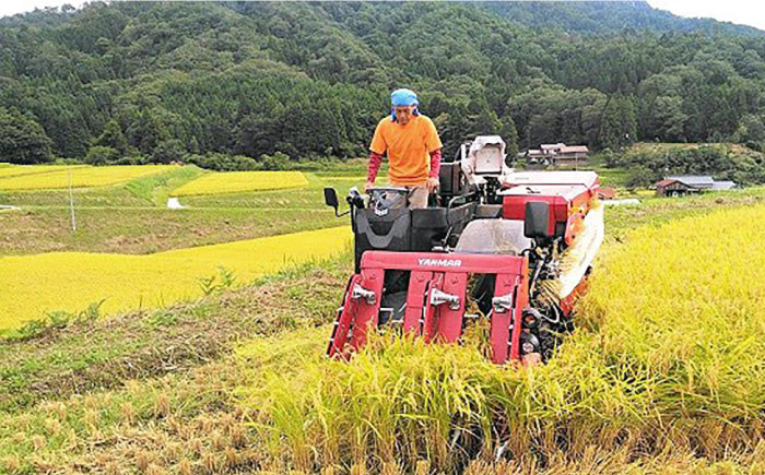 しまねご縁三米「島根の米どころ三品種白米6kg食べ比べセット」コシヒカリ きぬむすめ つや姫 各２kg 島根県松江市/有限会社原田米穀 [ALBW006]