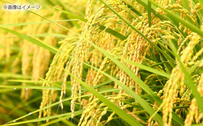 【令和7年産】【3回定期便】島根が誇るブランド米！仁多米「まき」5kg(5kg×1) 島根県松江市/有限会社藤本米穀店 [ALCG054]