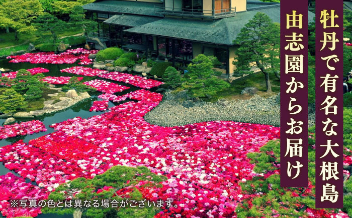 【米子高島屋選定品】日本庭園由志園　正月咲き牡丹（3輪咲き）島根県松江市/株式会社JU米子高島屋 [ALFD009]