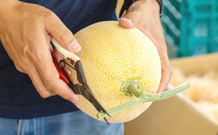 先行予約】ご縁玉 ゴールデンパールメロン1.3kg×2玉 島根県松江市/有限