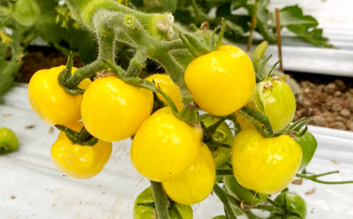 黄色いチェリートマトジュース180ml×5本 島根県松江市/有限会社安藤農園 [ALID003]