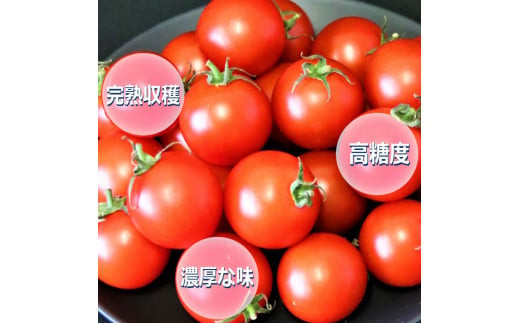 高糖度フルーツトマト糖度8以上