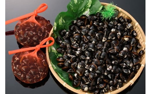 å®éæ¹æŒåž«ã®å€§çLãµã€ãº1.5kg倧åããã¿ïŒããçžå¹²æ¯ç®žä»ïŒ