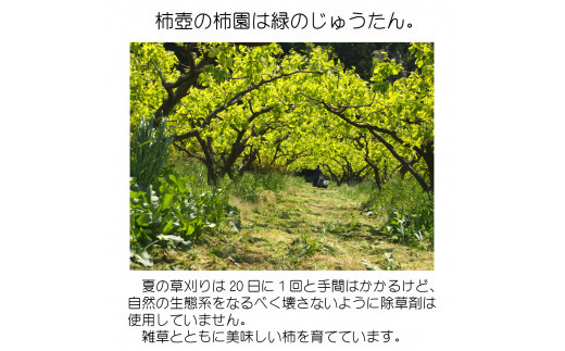 【柿専業の農家が作る】出雲産甘柿のドライフルーツ