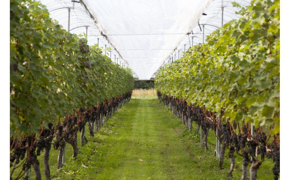 葡萄神話　白・赤　2本セット