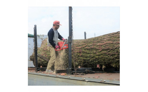 銀杏のまな板（大物用）