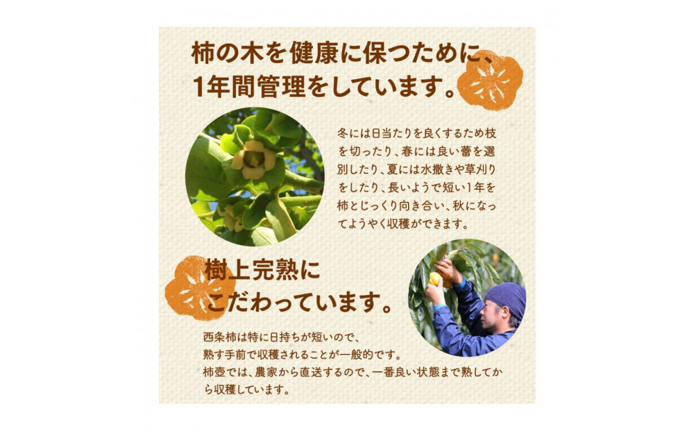 縲先涸蟆よ・ュ縺ョ霎イ螳カ縺御ス懊k縲大コ髮イ逕」隘ソ譚。譟ソ縺ョ蟷イ縺玲涸