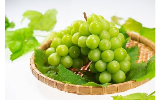 【2026年8月中旬以降発送】いずもぶどう シャインマスカット(800ｇ見当) 美味しい フルーツ 甘い 果物 出雲市産 