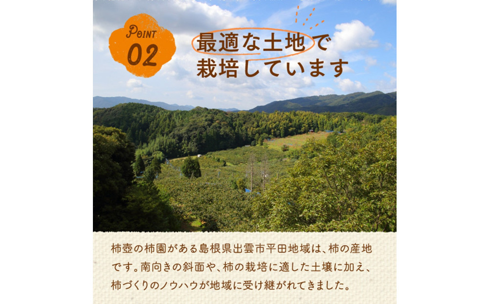 【柿専業の農家が作る】出雲産富有柿　5kg【11月下旬以降お届け】