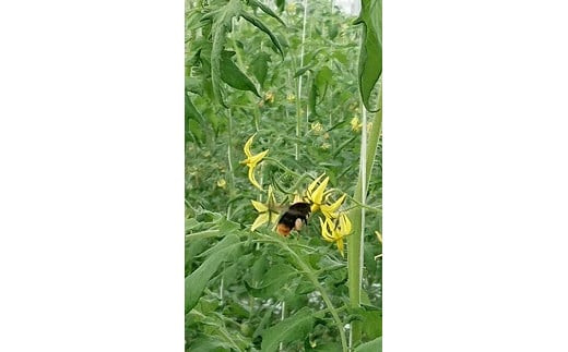 高糖度フルーツトマト糖度8以上