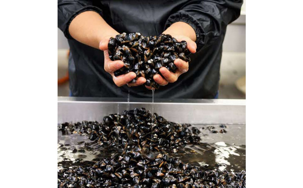 たっぷりエキスの特大しじみ！島根県宍道湖産大和しじみ砂抜き済み