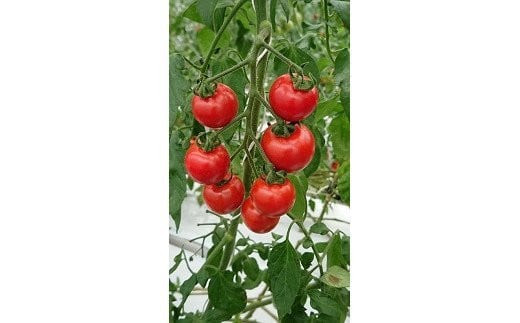 【定期便3回】出雲からの希トマト糖度8～10をお届け！