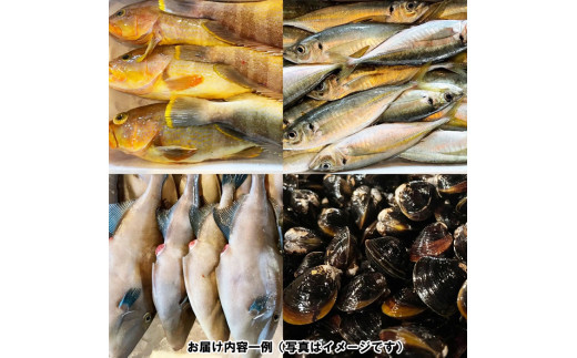 季節のおさかな、おまかせセット！3K相当