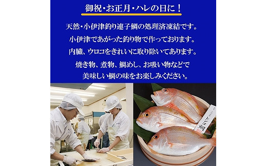 天然釣りレンコ鯛（下処理済）