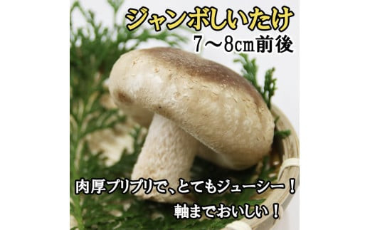 逾槭縺ョ蝗ス縲蜃コ髮イ縺励>縺溘¢繧ク繝」繝ウ繝懃函縺励>縺溘¢隧ー蜷医○