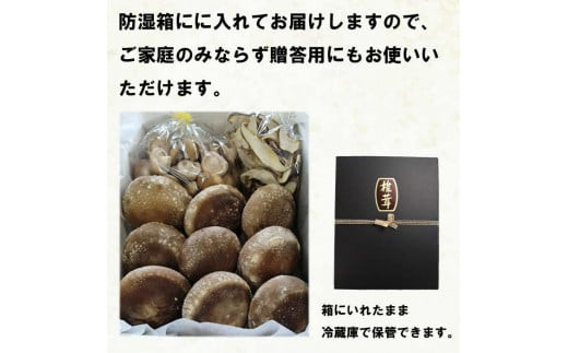 譛晄治繧頑眠魄ョシ∝蜴壹>縺励>縺溘¢縲繝√ン縺励>縺溘¢繧サ繝繝