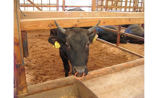 藤増 しまね和牛モモ切落し 750ｇ【冷凍】