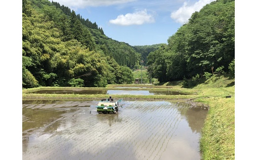 出雲市佐田町産きぬむすめ 「一升家族」（白米5.5kg）【1-295】