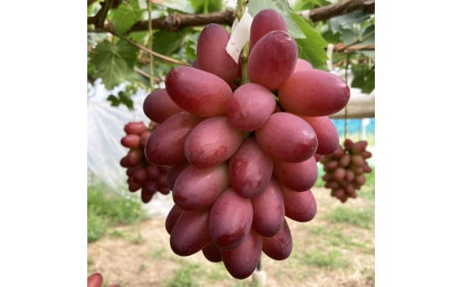 島根県オリジナル品種　神紅1房（500ｇ見当） 甘い 美味しい 新鮮  ぶどう フルーツ 果物 出雲市産