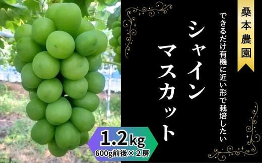 「できるだけ有機に近い形で栽培したい」 桑本農園のシャインマスカット　1.2kg（600g前後×2房）