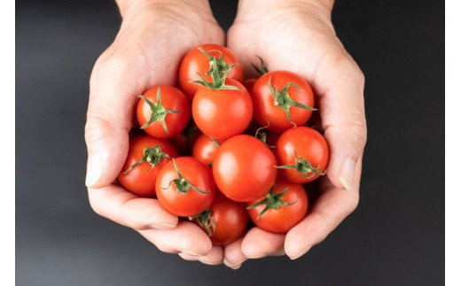 【定期便3回】出雲から希トマトジュース5本セットを毎月お届け！