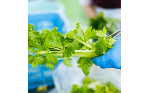 【2026年4月～9月お届け】季節限定　春夏おすすめ漬物７品セット