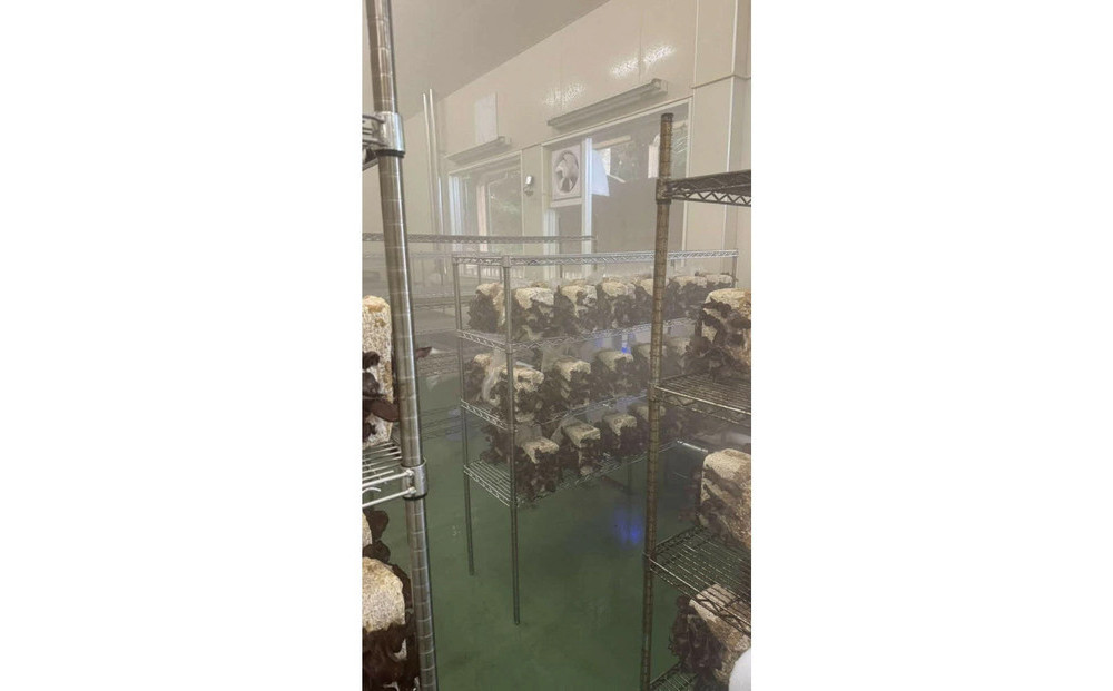 いりすのきのこ　乾燥きくらげ（20g×4パック）