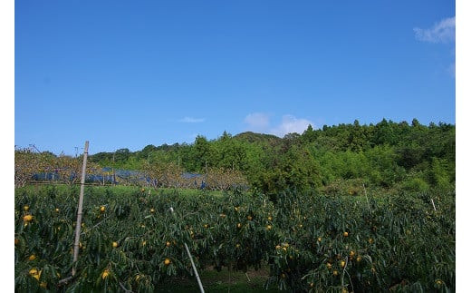 【柿専業の農家が作る】出雲産西条柿の干し柿