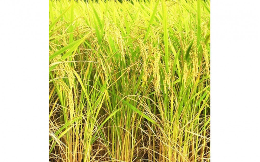 【ふるさと納税】お米　令和7年産　出雲きぬむすめ5kg×3袋