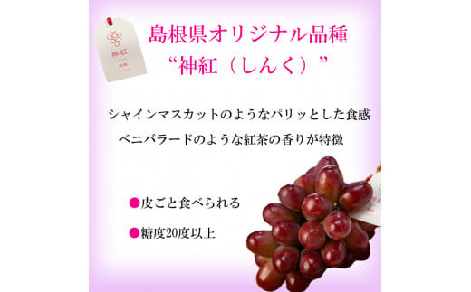 島根県オリジナル品種　神紅1房（500ｇ見当） 甘い 美味しい 新鮮  ぶどう フルーツ 果物 出雲市産