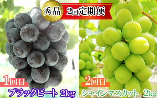 【2026年8月中旬以降発送】【2回定期便】【農家直送】厳選シャインマスカットとブラックビートの定期便