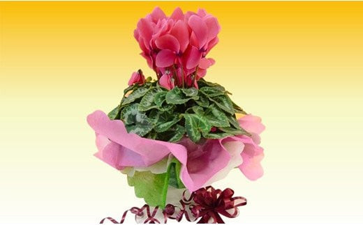 冬の花シクラメン